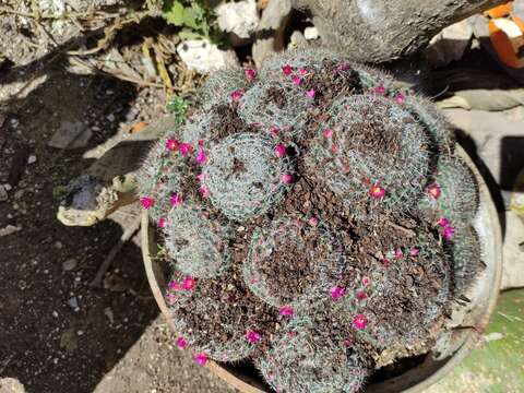 Image of Mammillaria flavicentra Backeb. ex Mottram