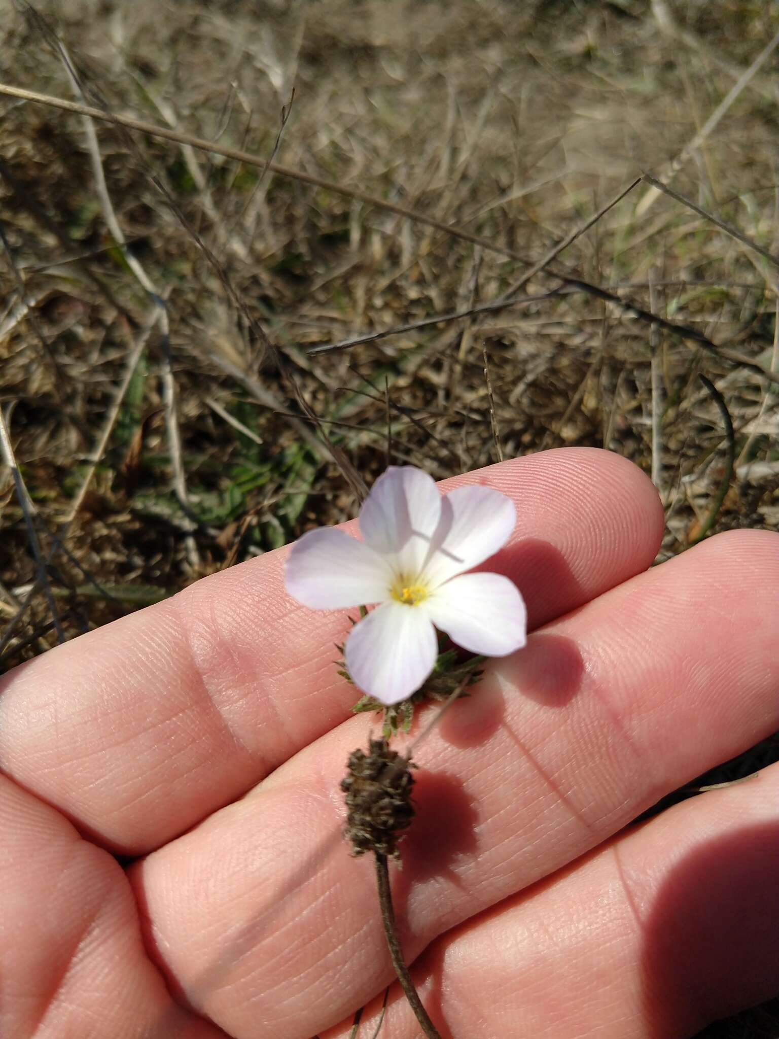 Image of largeflower linanthus