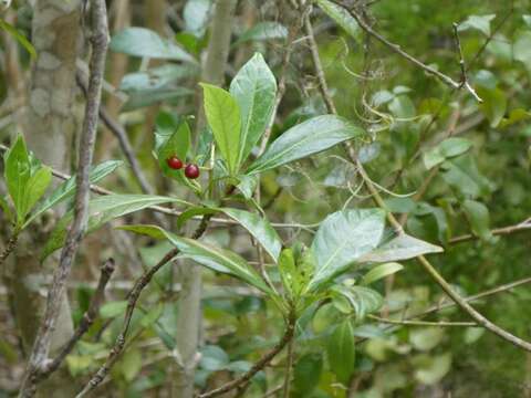 Image of Bahama Wild Coffee