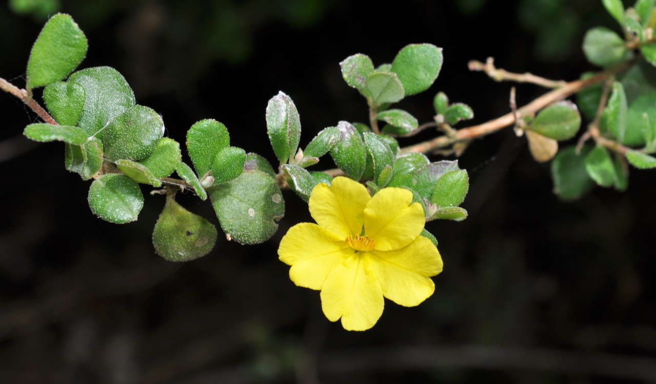 Sivun Hibbertia truncata H. R. Toelken kuva