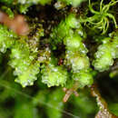 Image of Scapania irrigua subsp. irrigua (Nees) Nees