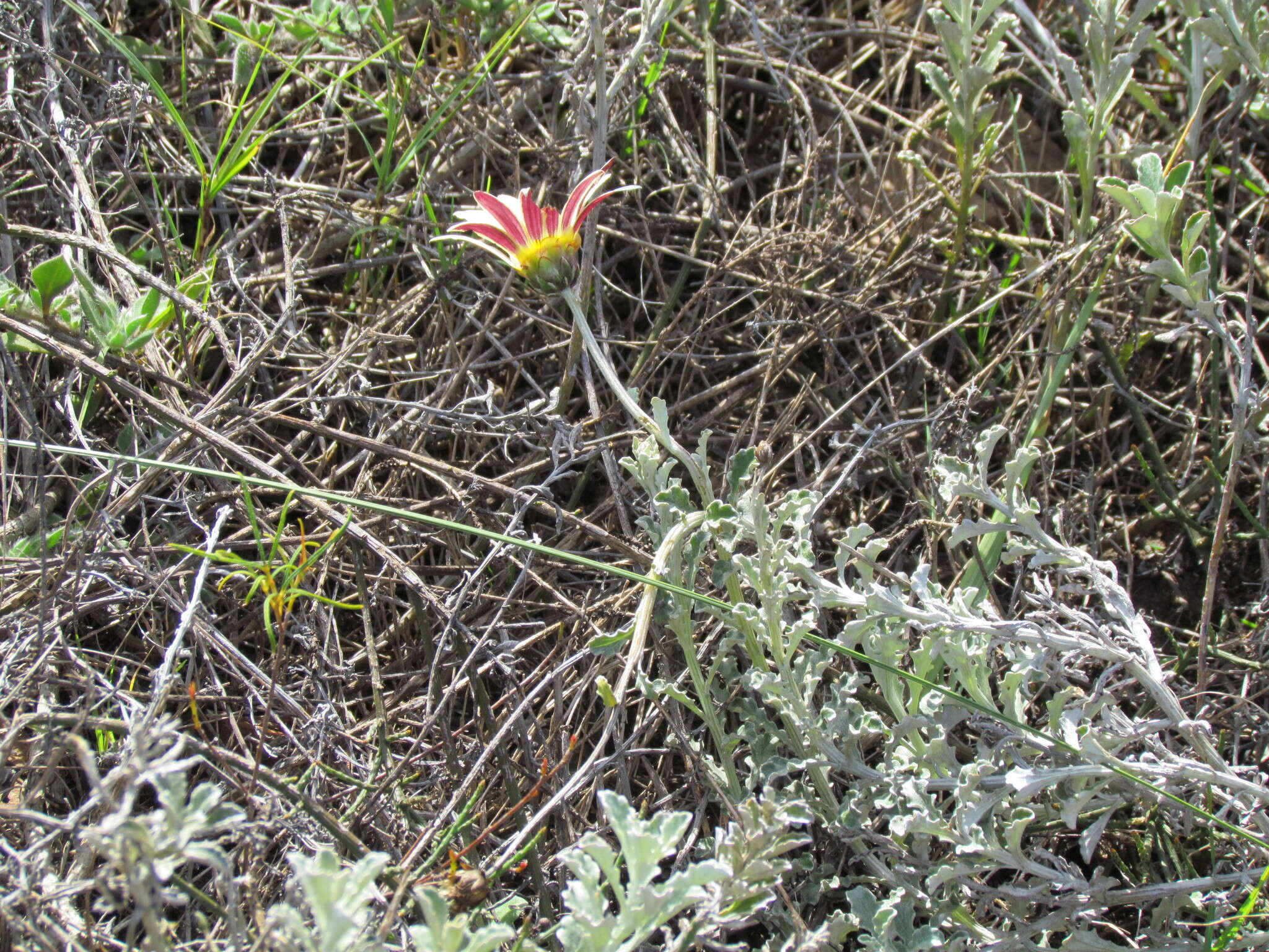 Image of Arctotis pinnatifida Thunb.