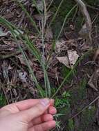 Image of Pteris ensiformis var. victoriae Bak.