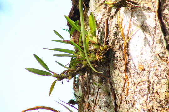 Image of Maxillaria variabilis Bateman ex Lindl.