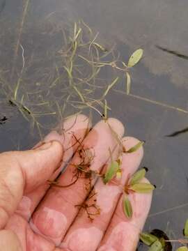 Image of northern snail-seed pondweed