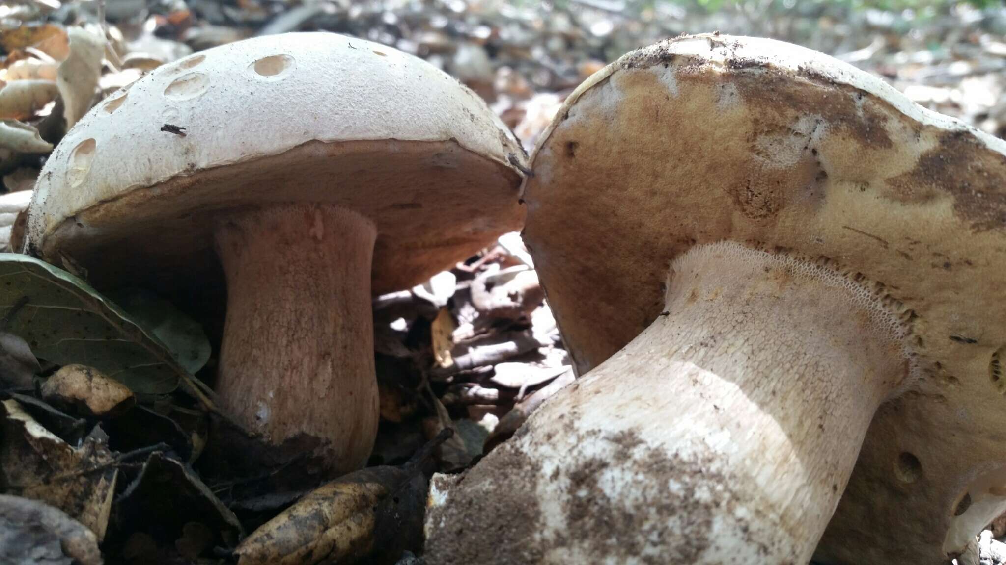 Sivun Boletus barrowsii Thiers & A. H. Sm. 1976 kuva