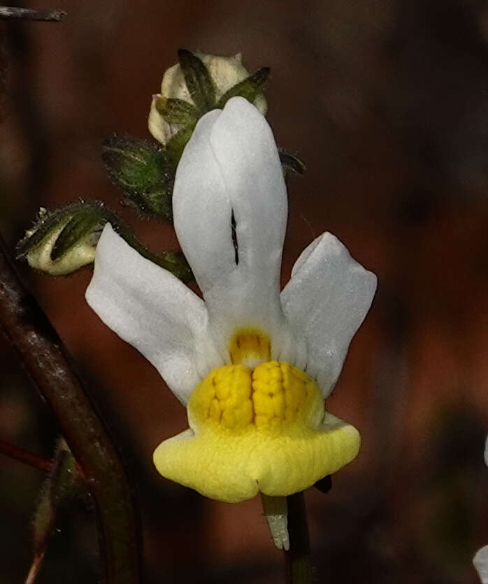 Image of Nemesia anisocarpa E. Mey. ex Benth.