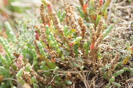 Image of Salicornia blackiana Ulbr.