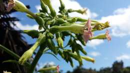 Image of cultivated tobacco