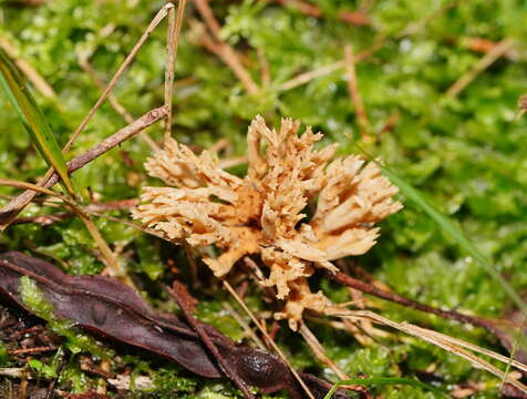 Image of Phaeoclavulina flaccida (Fr.) Giachini 2011