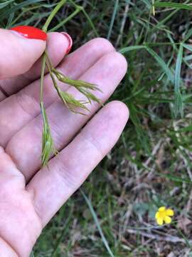 Peucedanum ruthenicum Bieb.的圖片