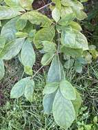 Image of Australian almond