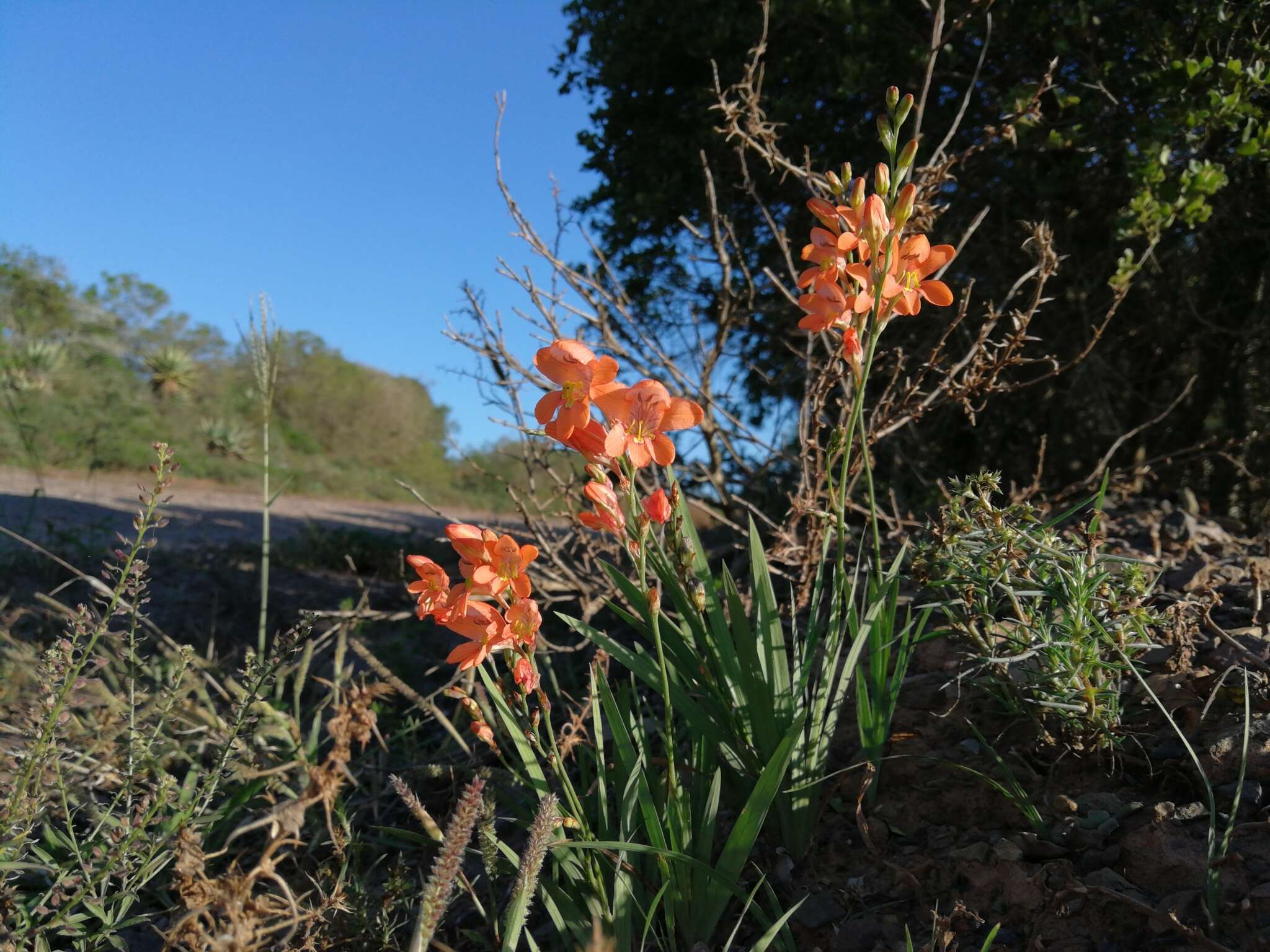 Image of Tritonia laxifolia (Klatt) Baker