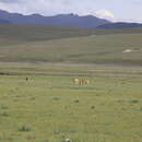 Image of Przewalski's Gazelle