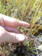 Plancia ëd Clarkia franciscana H. Lewis & Raven