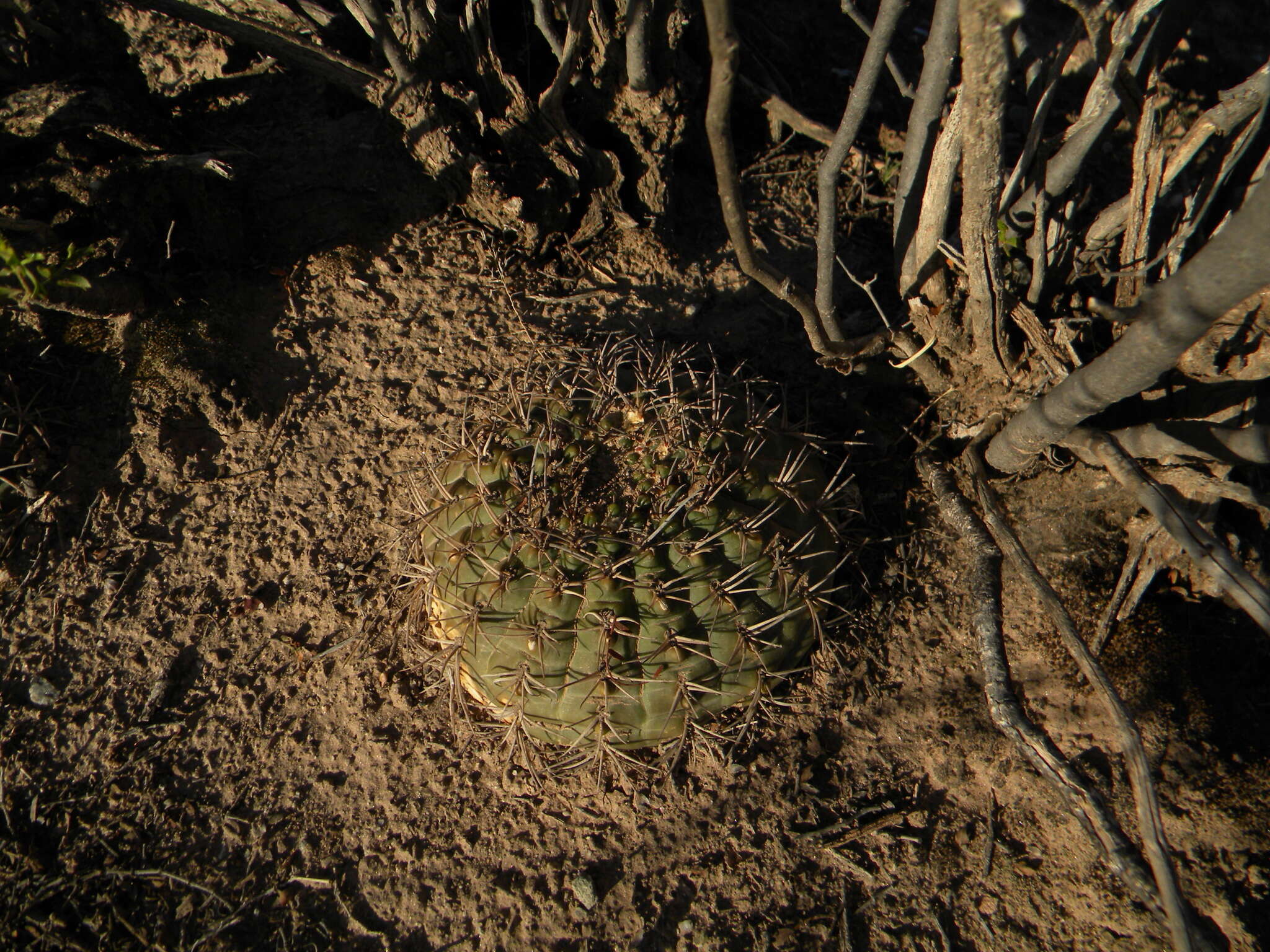 Image of Gymnocalycium pugionacanthum Backeb. ex H. Till