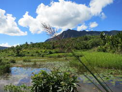 Vetiver resmi