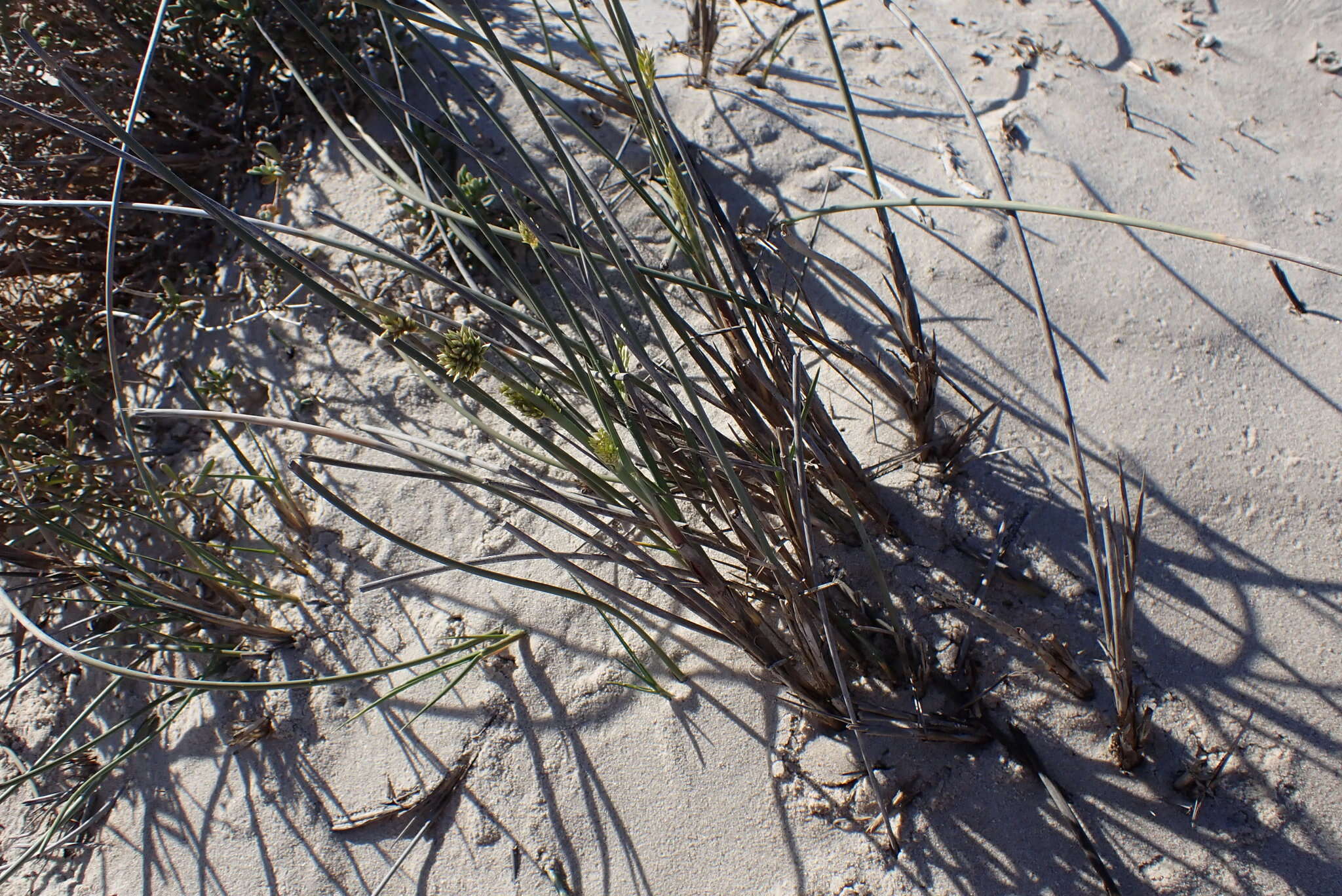 Image of bristly lovegrass