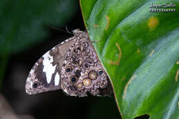 Image of White-spotted Satyr