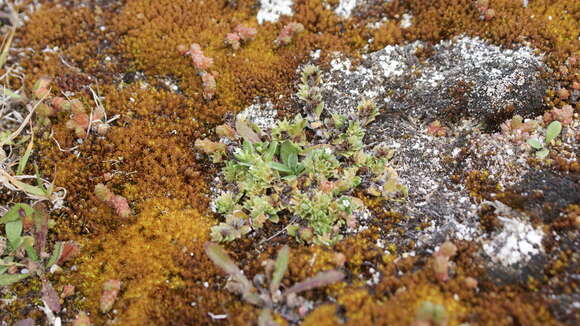 Image of Myosotis antarctica var. traillii Kirk