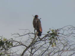 Image of Rufous Crab Hawk