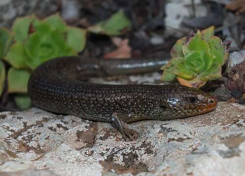 Image of Chalcides simonyi (Steindachner 1891)