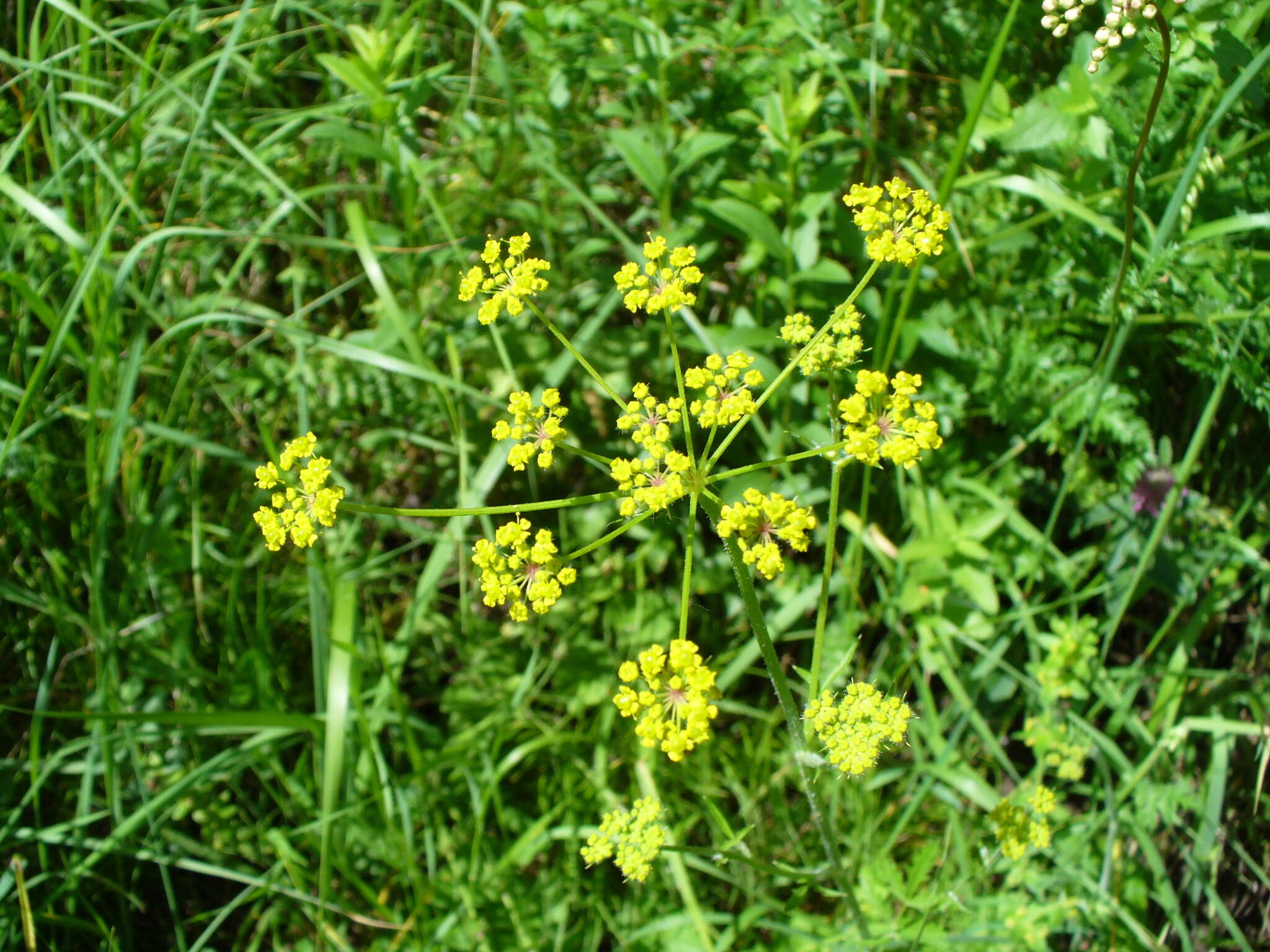 Image of Pastinaca pimpinellifolia M. Bieb.