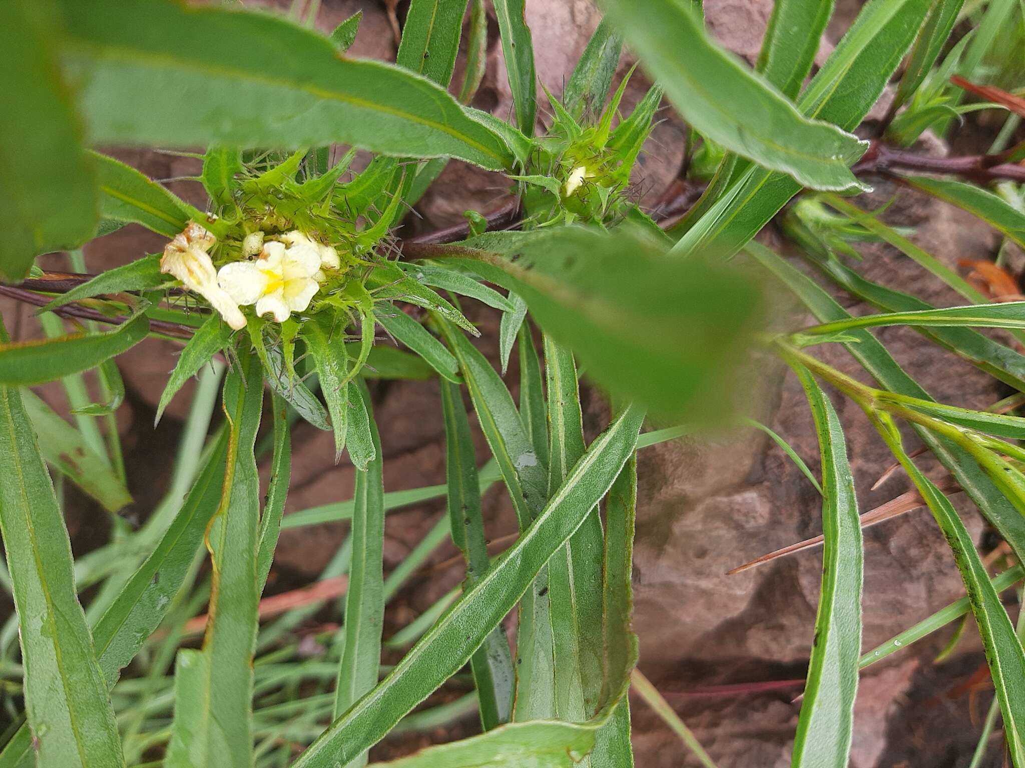 صورة Crabbea angustifolia Nees