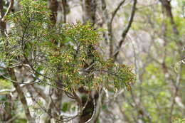 Imagem de Lepidothamnus intermedius (Kirk) Quinn