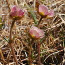 Image of Alaskan glacier buttercup