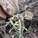 Image of Pelargonium viciifolium L'Her.