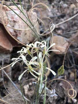 Image of Pelargonium viciifolium L'Her.