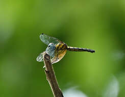 Tetrathemis platyptera Selys 1878 resmi