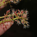 Sivun Weinmannia latifolia Presl kuva