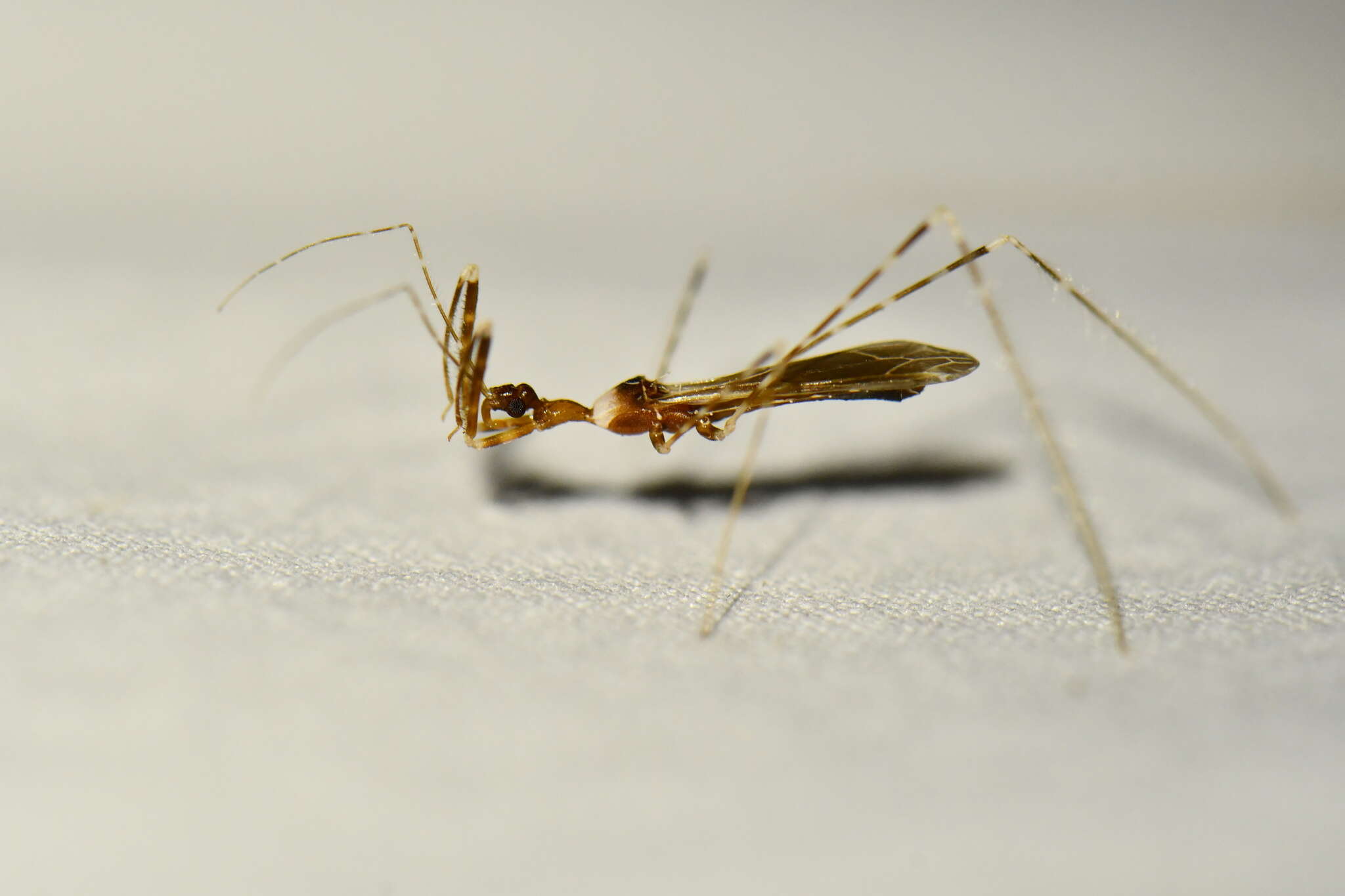 Image de Stenolemoides arizonensis (Banks 1909)