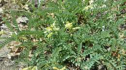 صورة Astragalus californicus (A. Gray) Greene