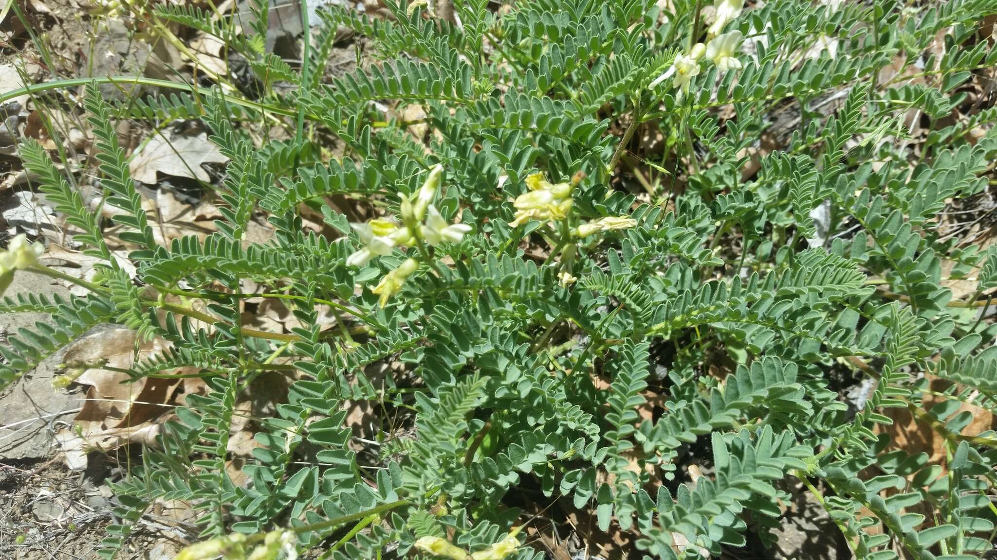 صورة Astragalus californicus (A. Gray) Greene