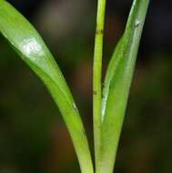 Image of Hyacinthoides aristidis (Coss.) Rothm.