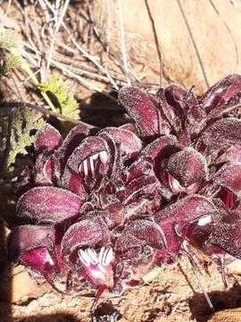 Hyobanche atropurpurea Bolus的圖片