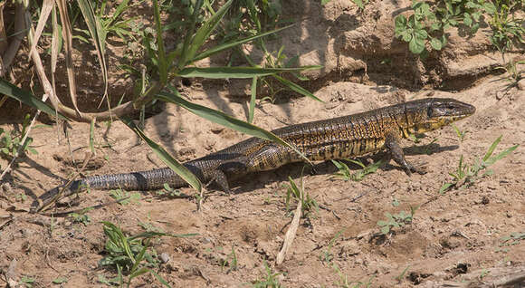Image of Gold tegu