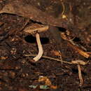 صورة Inocybe fibrillosibrunnea O. K. Mill. & R. N. Hilton 1987