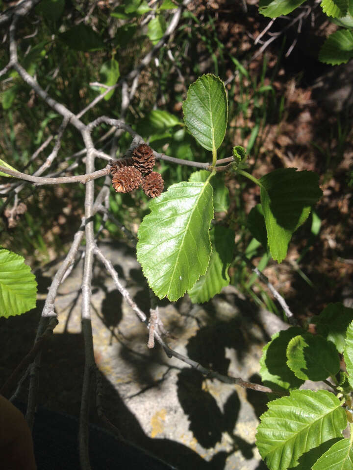 Image of thinleaf alder