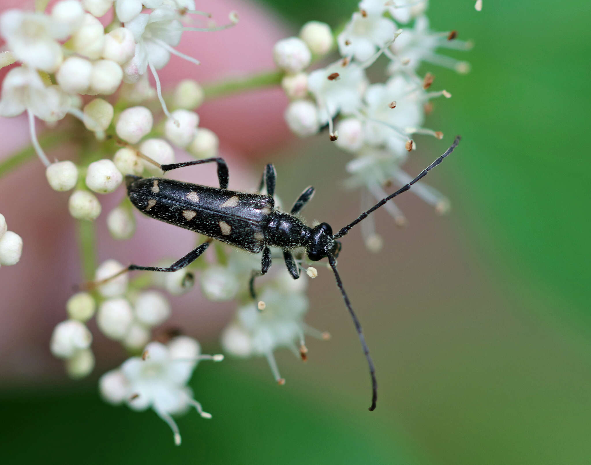 Xestoleptura octonotata (Say 1824) resmi