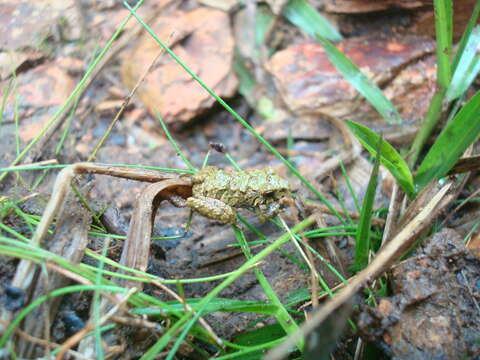 Image de Pristimantis erythropleura (Boulenger 1896)