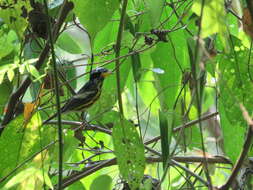 Image of Magnolia Warbler