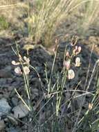 Imagem de Astragalus cusickii var. sterilis (Barneby) R. C. Barneby