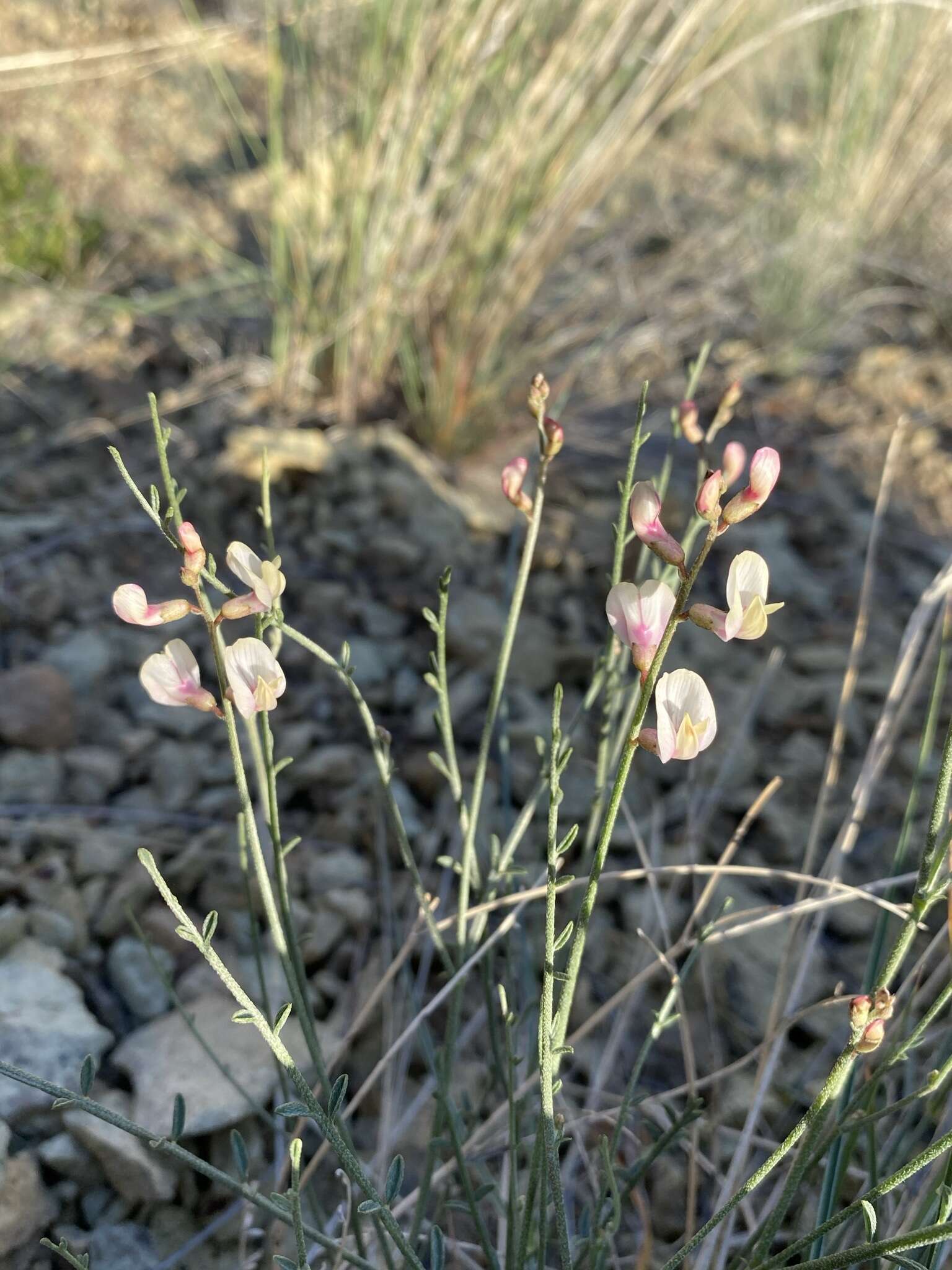 صورة Astragalus cusickii var. sterilis (Barneby) R. C. Barneby