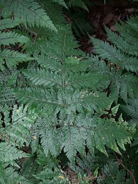 Lastreopsis subsericea (Mett.) Tindale resmi