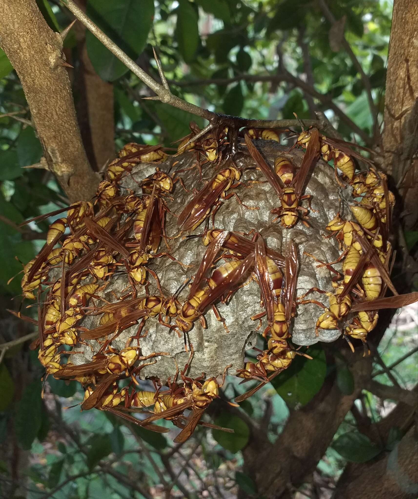 Imagem de Polistes major columbianus Bequard 1940