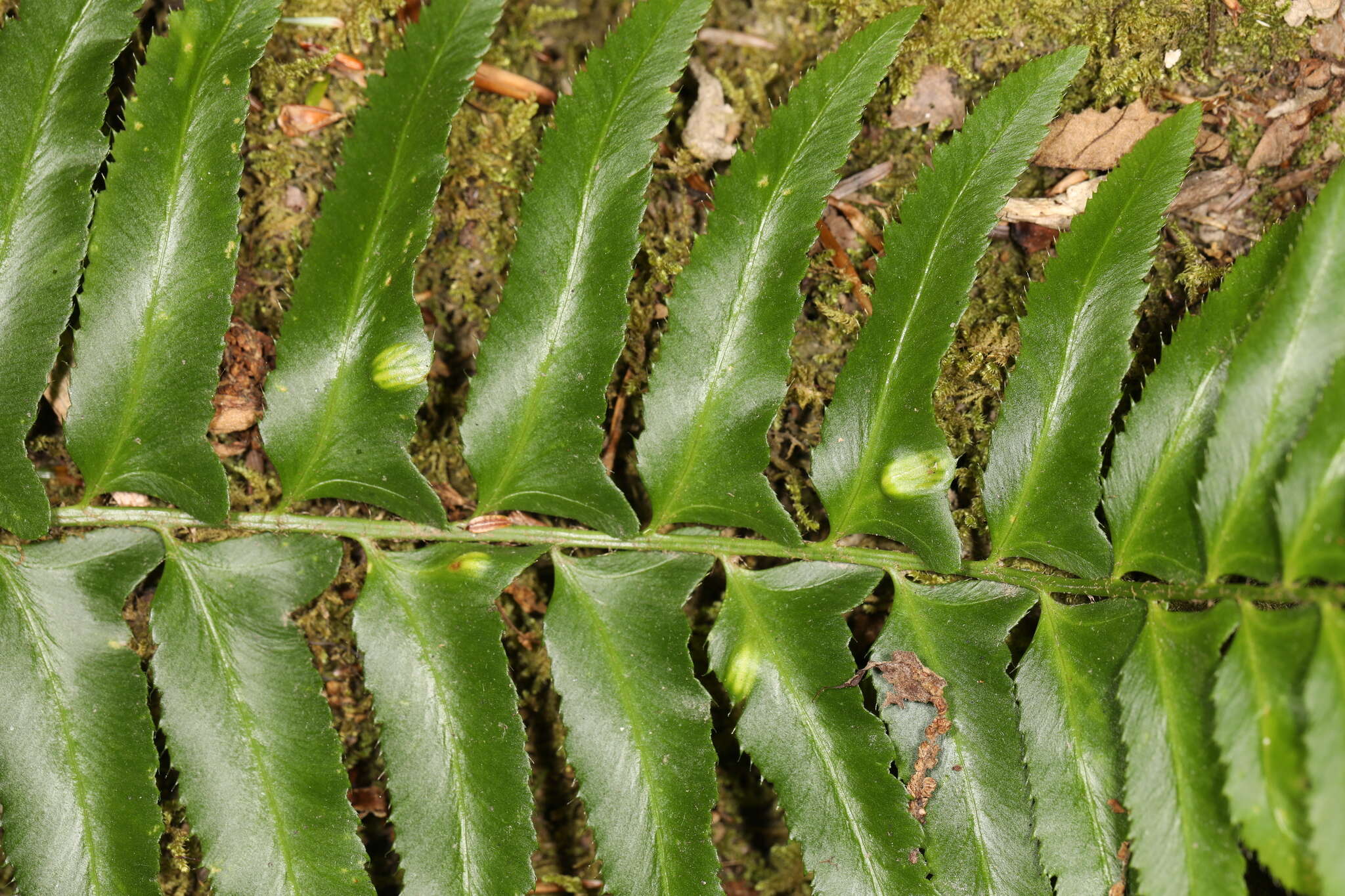 Plancia ëd Taphrina polystichi Mix 1938